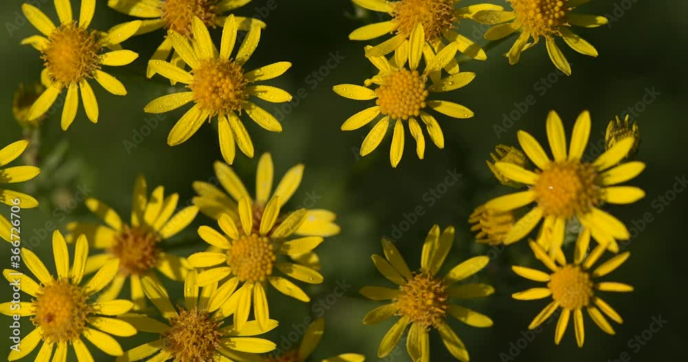Yellow flowers in the wind Yellow flowers in the wind