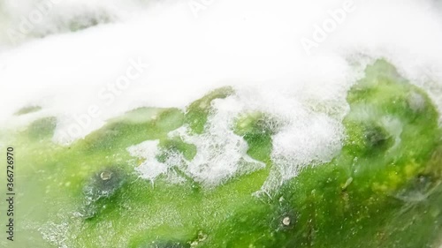 Zoom in rotten spoiled green cucumbers, covered with white mold. An ugly vegetable decomposes due to violation of storage conditions.