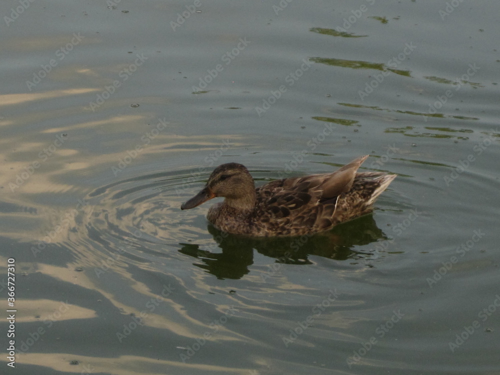 duck in the water