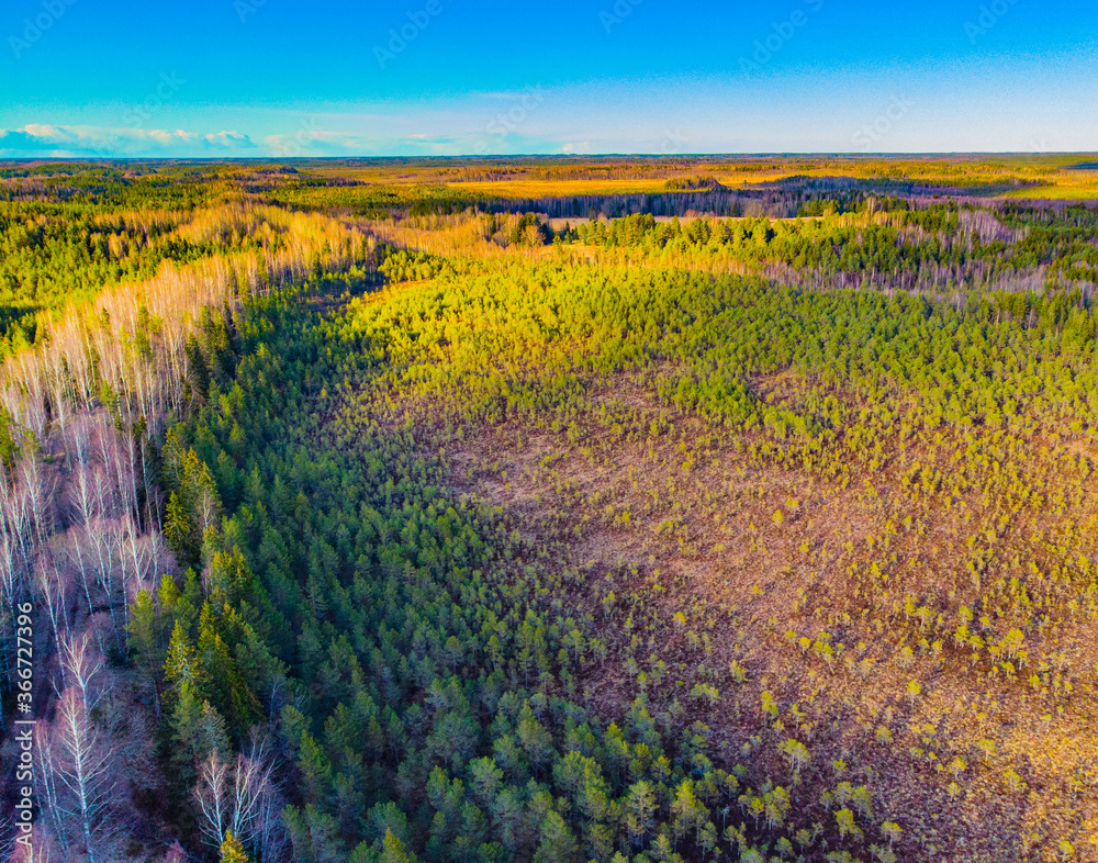 Aerial view of the forest near to Riistakõrve bog