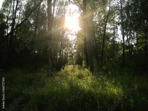 morning in the forest