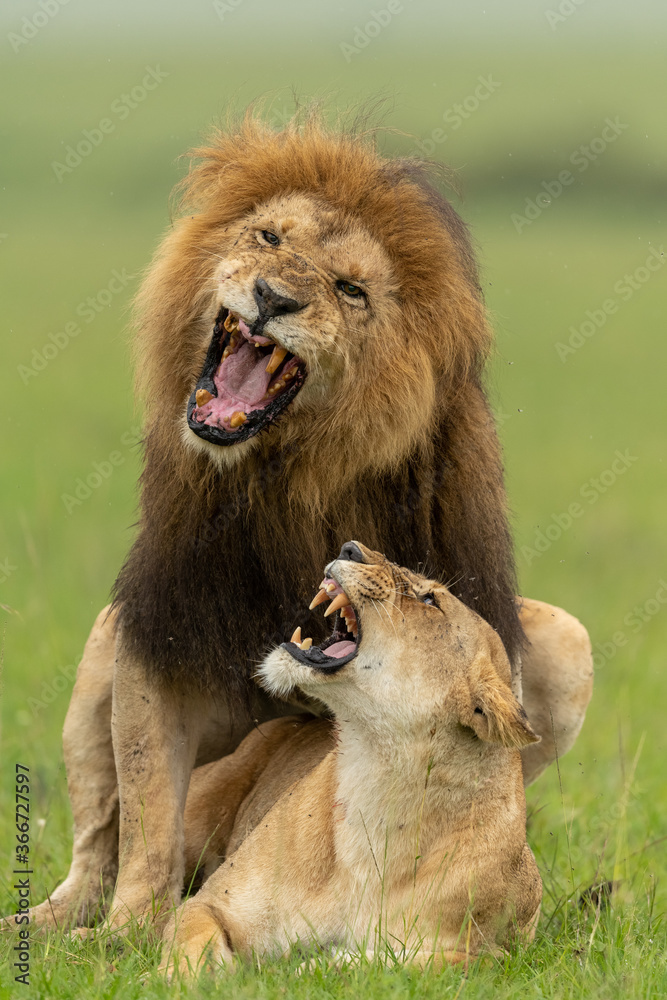 lion, animal, cat, wild, wildlife, mane, king, carnivore, feline, mammal, predator, nature, majestic, big, safari, leo, leader, portrait, masculine, fur, jungle lion, animal, cat, wild, wildlife, mane, king, carnivore, feline, mammal, predator, nature, majestic, big, safari, leo, leader, portrait, masculine, fur, jungle