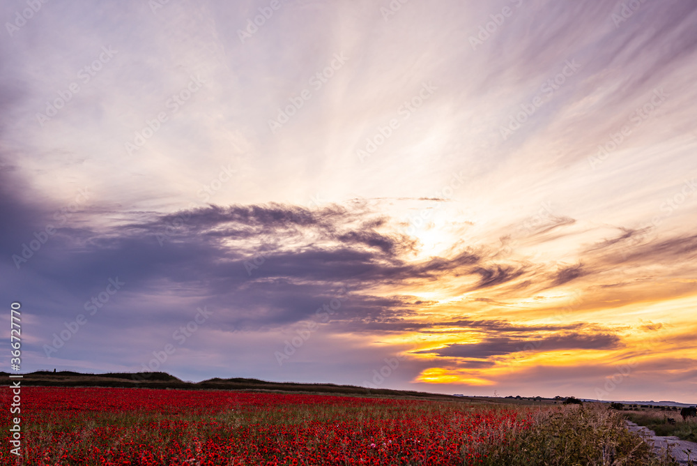 Poppy Fields Poppy Fields