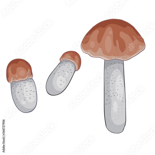 set of boletus boletus with brown hat, isolated object on white background, vector illustration,