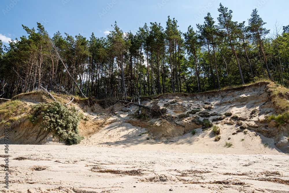 dunes by the Baltic Sea covered with a beautiful natural forest