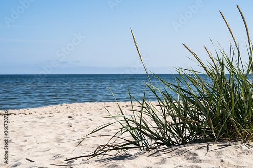 green grass on the beach on the baltic sea in poland