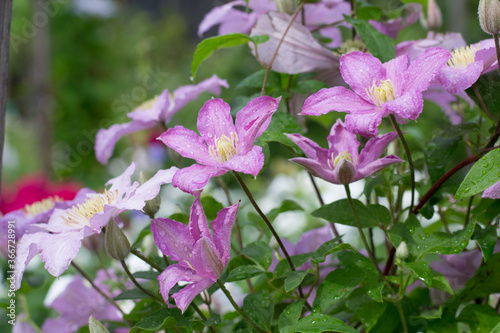 Clematis Comtesse de Bouchard in garden