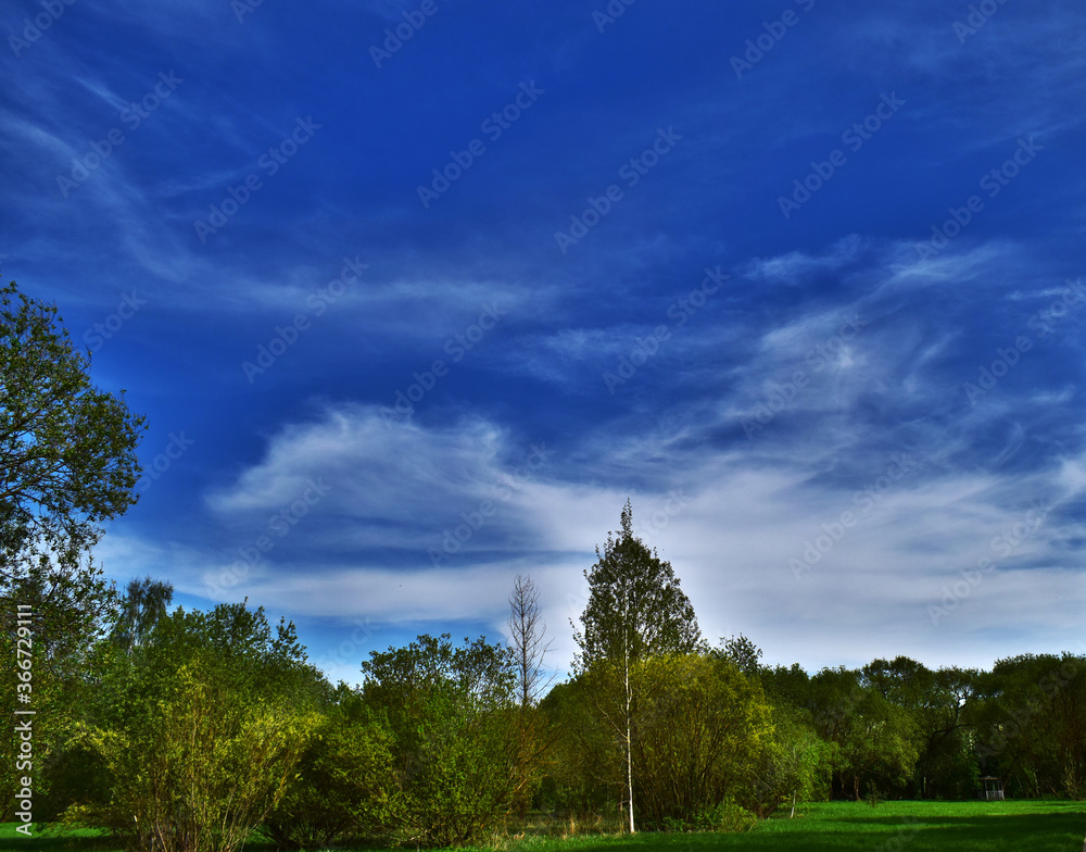 landscape with trees landscape with trees