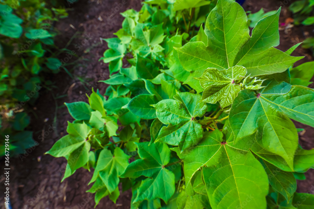 Flowering cotton gardens that have not yet been cotton