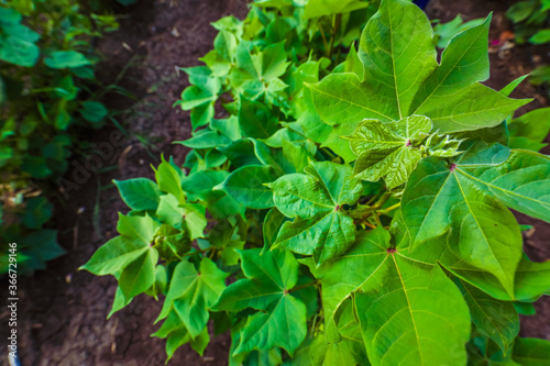 Wallpaper Mural Flowering cotton gardens that have not yet been cotton Torontodigital.ca
