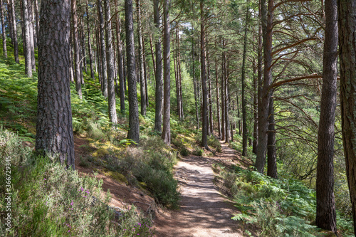 peaceful and isolated pine woodland forest scenery along winding path during a sunny warm summers day in scotland.
