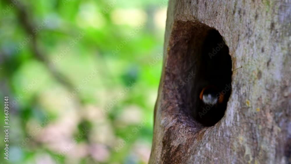 Bumblebees nesting in old bird nest on a tree stem, Sweden Bumblebees nesting in old bird nest on a tree stem, Sweden