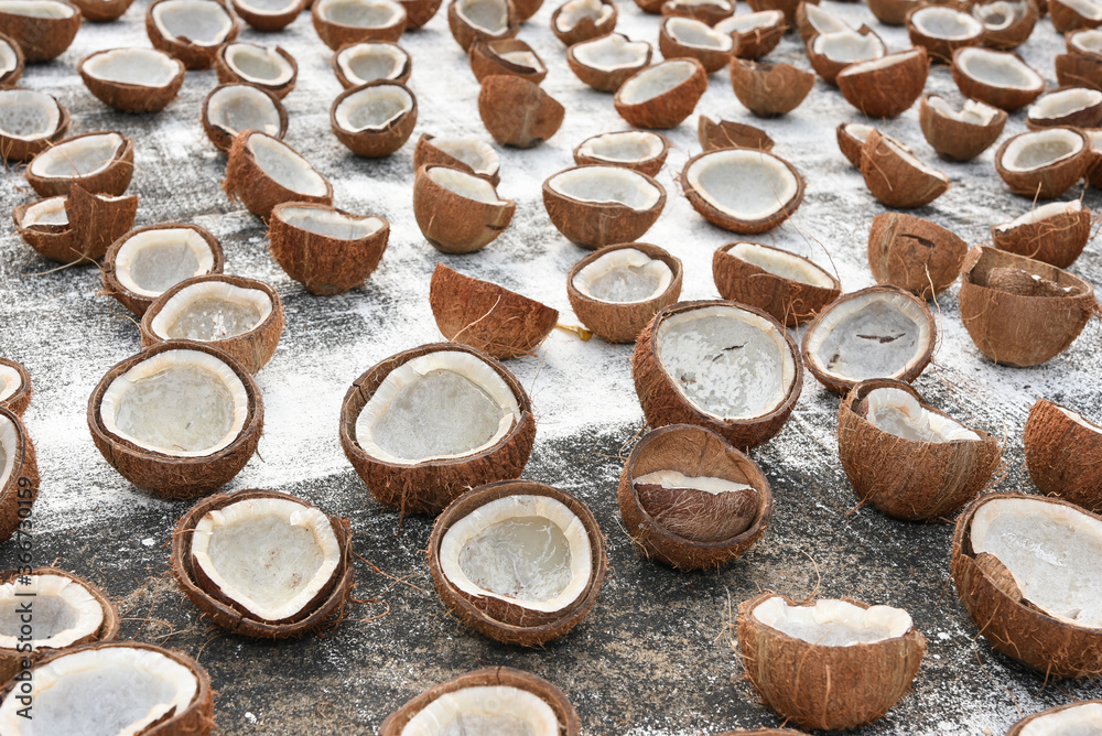Many dry coconut cut into half, drying in the sun to make coconut oil