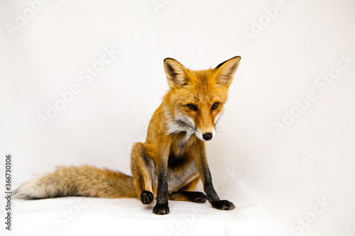 Red fox sits on a white background © Elena