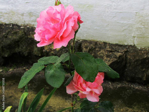 pink rose in garden