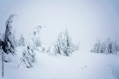 Fototapeta Naklejka Na Ścianę i Meble -  Winter in Beskidy mountains near Pilsko, Babia Gora and Hala Miziowa in Beskid Zywiecki, Poland. Beskid Zywiecki is a part of Carpathian mountains.