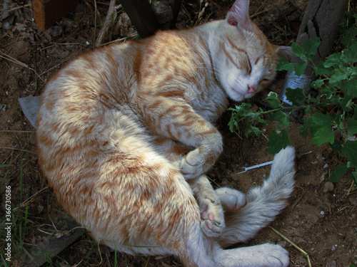 cat in the garden