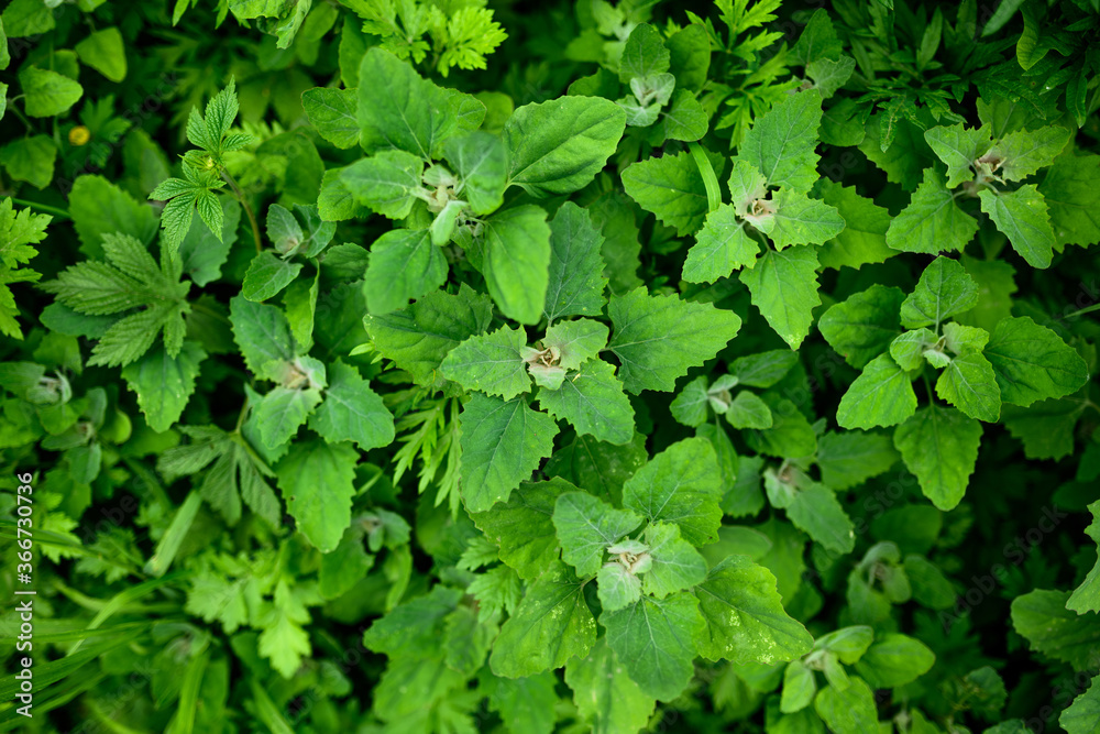 Fresh green leaves as background. Selective focus with shallow depth of field. Fresh green leaves as background. Selective focus with shallow depth of field.