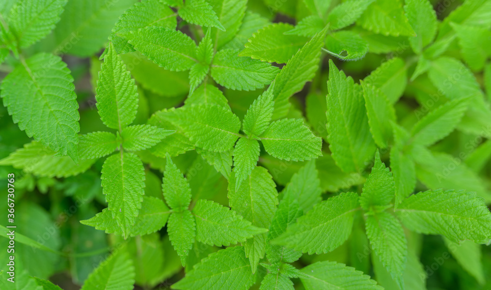 Green leaves of mint growing in nature. Selective focus. Green leaves of mint growing in nature. Selective focus.