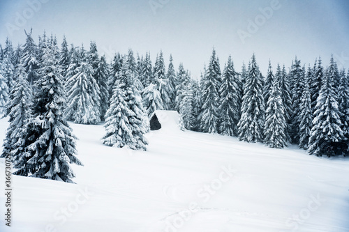 Fototapeta Naklejka Na Ścianę i Meble -  Winter in Beskidy mountains near Pilsko, Babia Gora and Hala Miziowa in Beskid Zywiecki, Poland. Beskid Zywiecki is a part of Carpathian mountains.