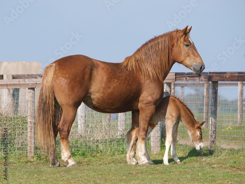 Bild auf Leinwand Mare and Foal