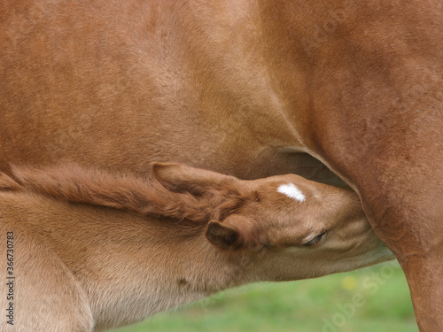 Foal Drinking Milk