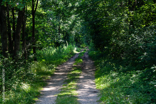 A beautiful shady forest path invites you to go hiking or walking.