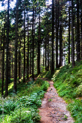 Summer pine forest in Beskid Slasko Moravski (Moravian Silesian Beskids) photo