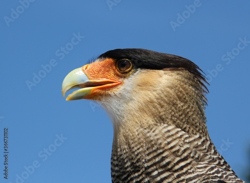 Schopfkarakara Portrait photo