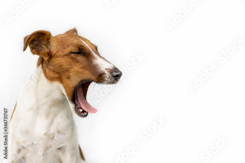 Funny yawning dog on a white background with a side view. Nice portrait. Fox Terrier funny charming face. Horizontal banner. The theme of "animals". The concept of a happy pet. Positive © Нина Кулагина
