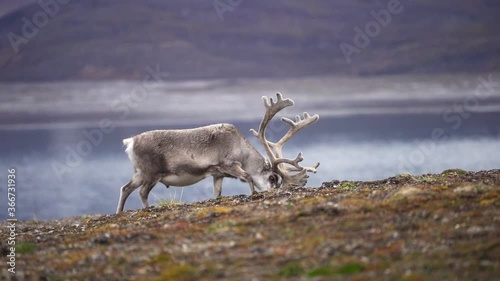 Adult male of Svalbard reindeer (Rangifer tarandus platyrhynchus) Grazing, Svalbard Islands Spitsbergen photo