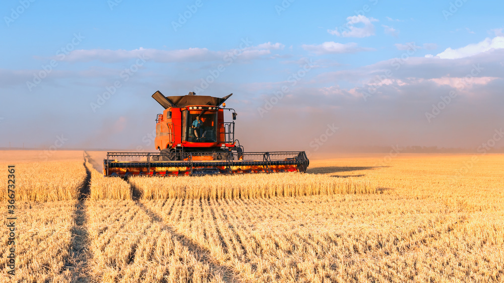 Fototapeta premium Harvesting of grain crops in the field, a bright summer landscape with a combine harvester. Selective focus.