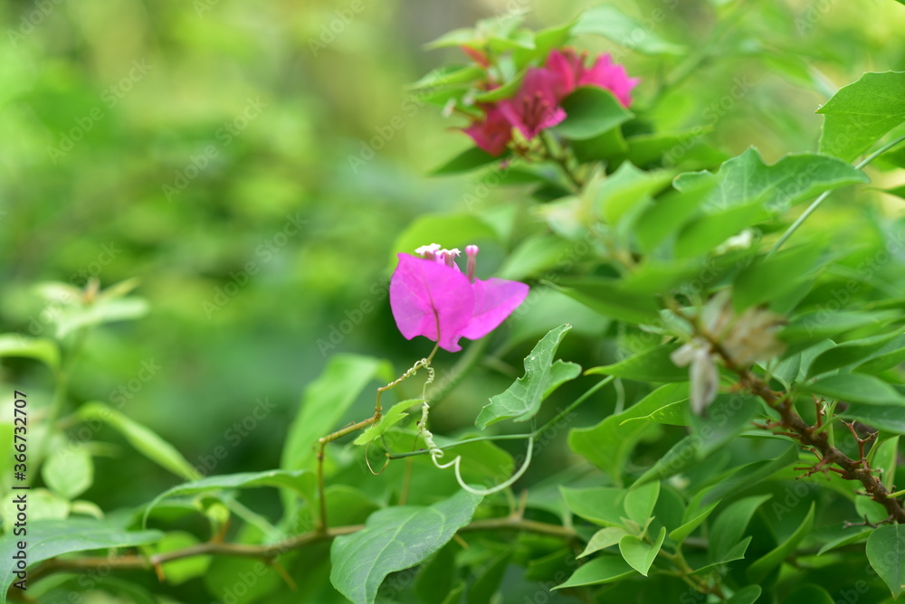 beautiful flowers in garden pictures beautiful flowers in garden pictures