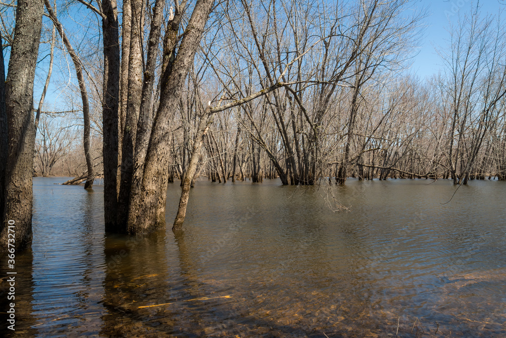 Fototapeta premium Trees in a flooded river. It is spring, and the leaves are not yet on the trees. There is room for text.