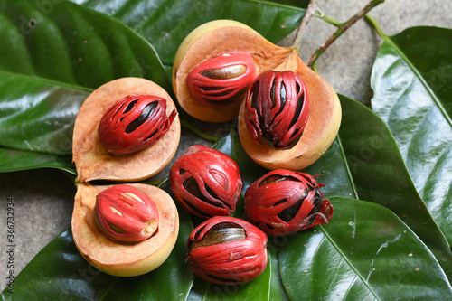 Whole Nutmeg seeds, mace or aril in stone mortar on light blue background Kerala India. organic Indian spices cooking ingredient for Masala hot spicy curries in Indian cuisine. add flavour, aroma. photo
