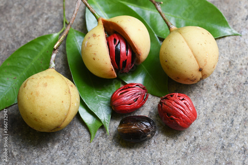 Canvas Print Whole Nutmeg seeds, mace or aril in stone mortar on light blue background Kerala India