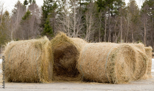 Bales of hay in a barnyard. Sky is overcast. Ground is wet and muddy. Wooden fence is in the background. Room for text.