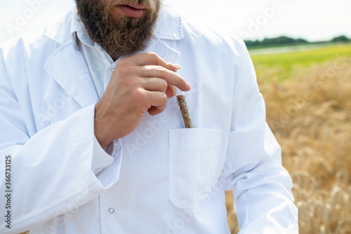 Farmer examinig wheat field status with digital tablet photo