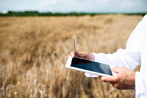 Farmer examinig wheat field status with digital tablet photo