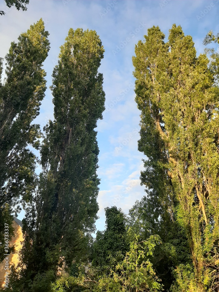 Obraz premium trees in autumn