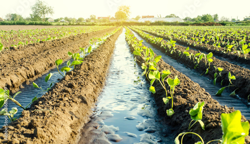 Fényképezés Water flows through irrigation canals on a farm eggplant plantation