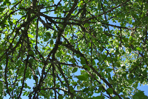 Green apple leaves against the blue sky