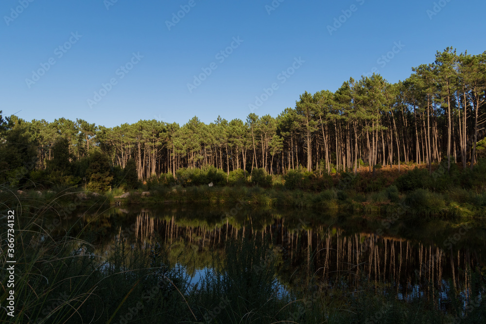 Beautiful mountain lake. Summer sunny day. Blue water in a forest lake with pine trees.