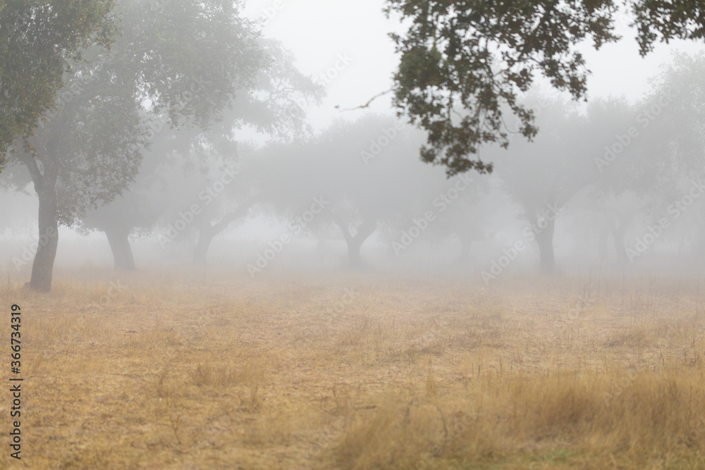 Foggy day at the forest. Fog in the Dehesa. Beautiful nature background landscape. Montado in the Alentejo region, Portugal. Foggy day at the forest. Fog in the Dehesa. Beautiful nature background landscape. Montado in the Alentejo region, Portugal.