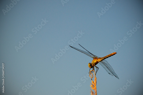 summer background with dragonfly on a twig