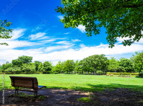緑の公園と木陰のベンチ