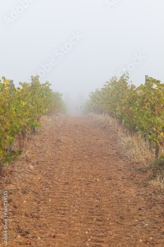 Autumn in the Vineyard, young golden vines with yellow and red leaves and fog on a background. Beautiful perspective. Beautiful nature background landscape. Vineyard in the Alentejo region, Portugal.