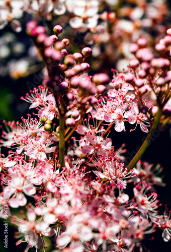 Teder Queen of the Prairie flowers also known as Filipendula pink blossoms blooming in summer. photo