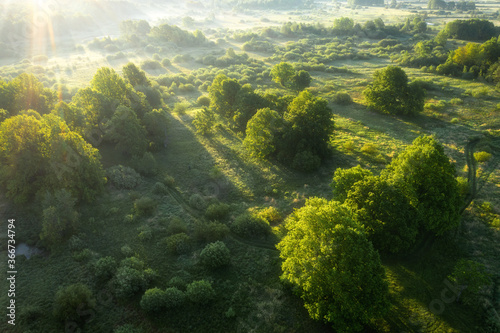 Aerial view of summery sunrise above meadow and forest. Mist. Summery landscape. Green grass and trees. Sun rays.