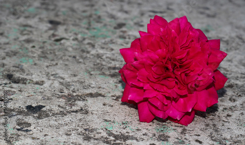 Red rosebud on a background of concrete.